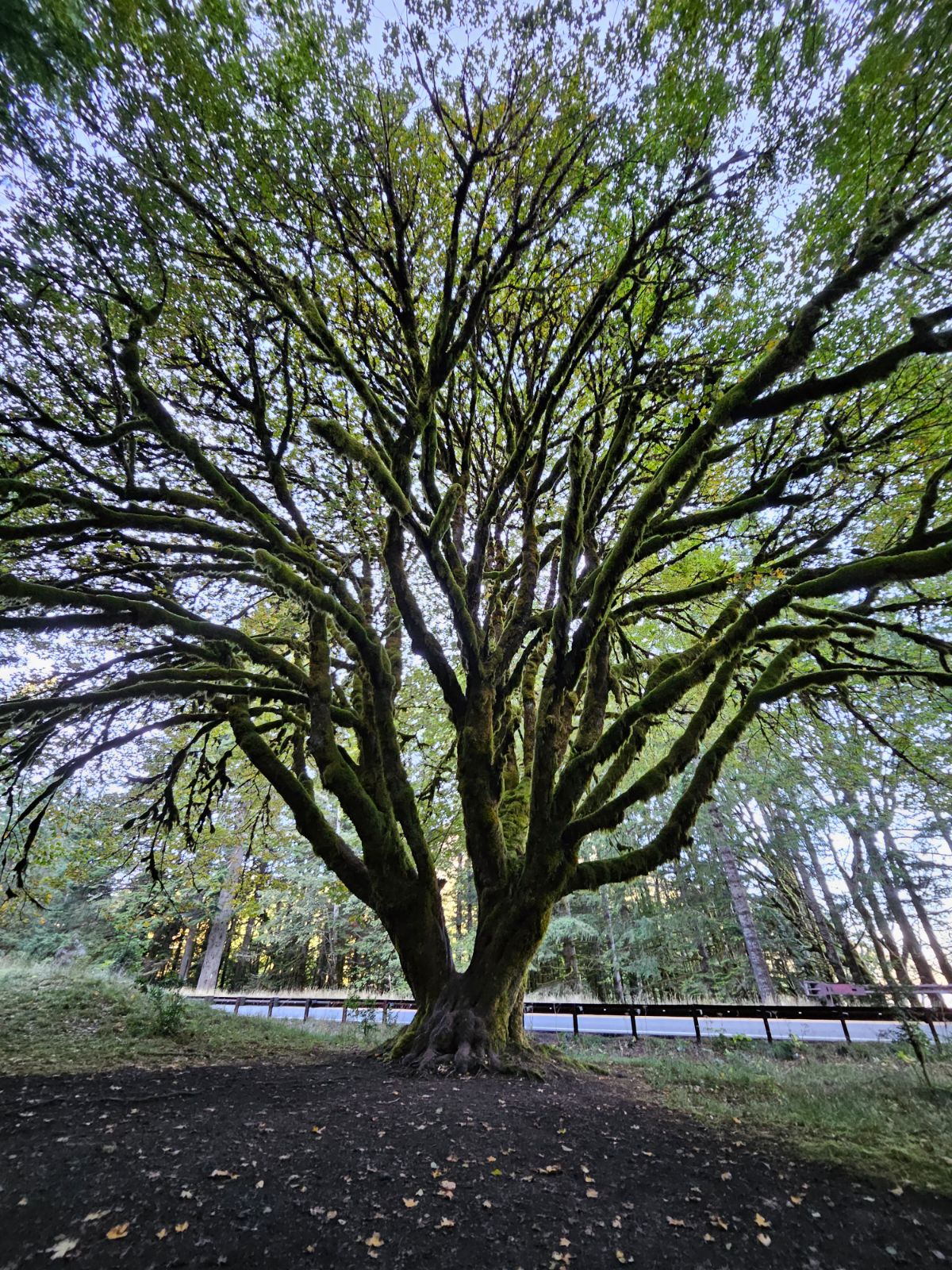 Moriah Carnahan athlete profile head shot